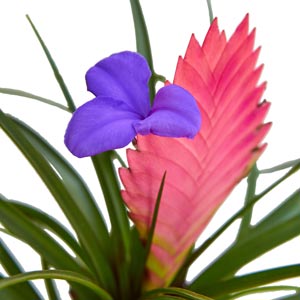 houseplant